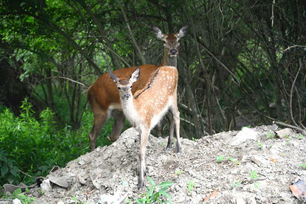 Jeleni Farma Jecmeniste Vrbovec Exterior foto